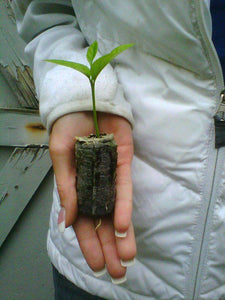 Lemon Tree Seedlings - Eureka "Four Seasons" (Quatre Saisons) - Starter Plugs - Seed World