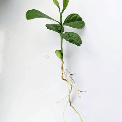 Lemon Tree Seedlings - Eureka "Four Seasons" (Quatre Saisons) - Starter Plugs - Seed World