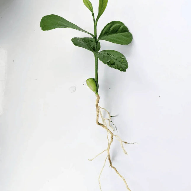Lemon Tree Seedlings - Eureka "Four Seasons" (Quatre Saisons) - Starter Plugs - Seed World