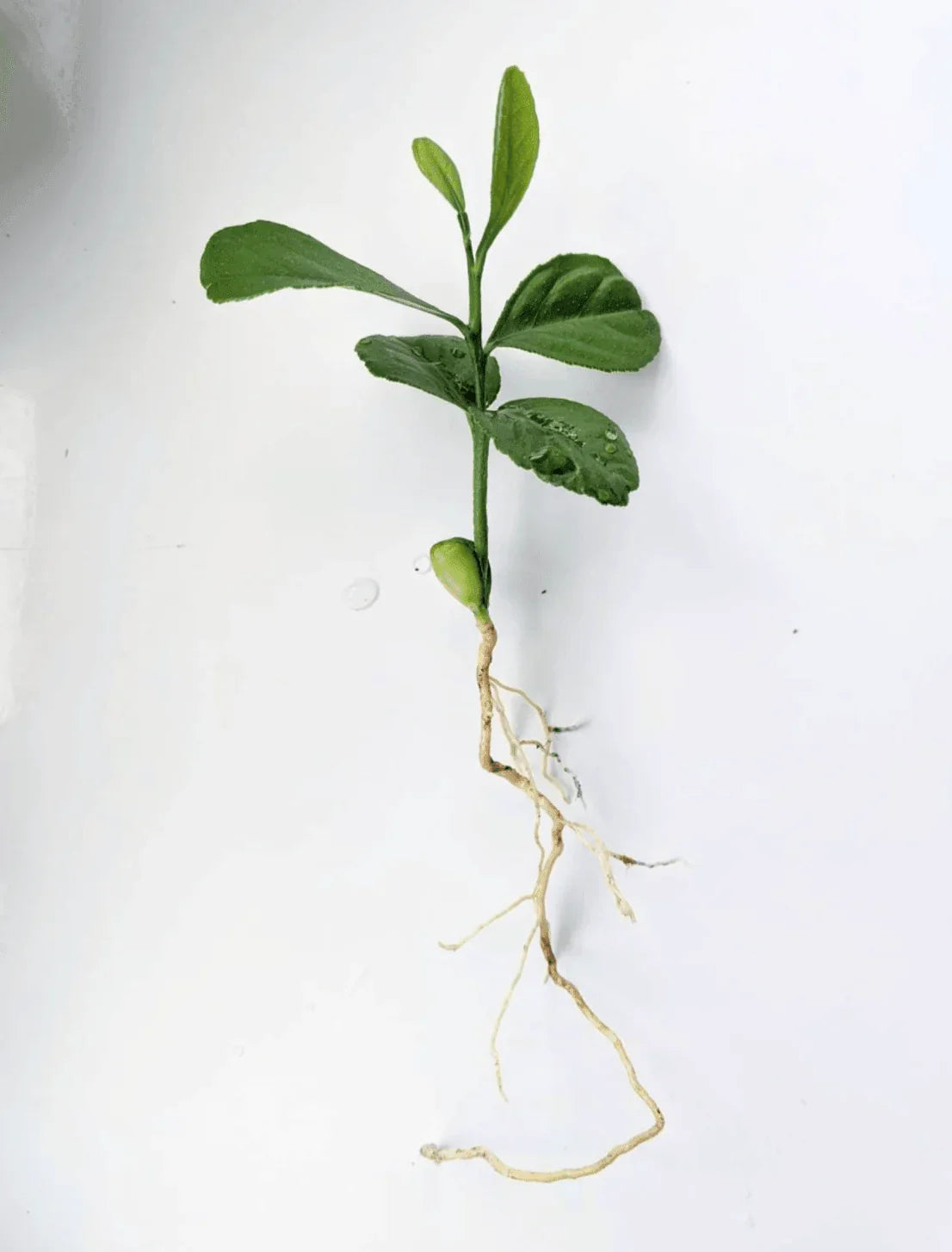 Lemon Tree Seedlings - Eureka "Four Seasons" (Quatre Saisons) - Starter Plugs - Seed World