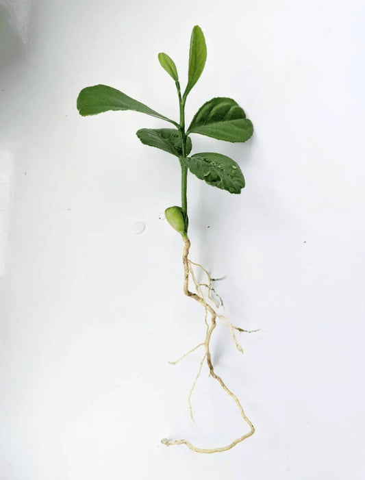 Lemon Tree Seedlings - Eureka "Four Seasons" (Quatre Saisons) - Starter Plugs - Seed World