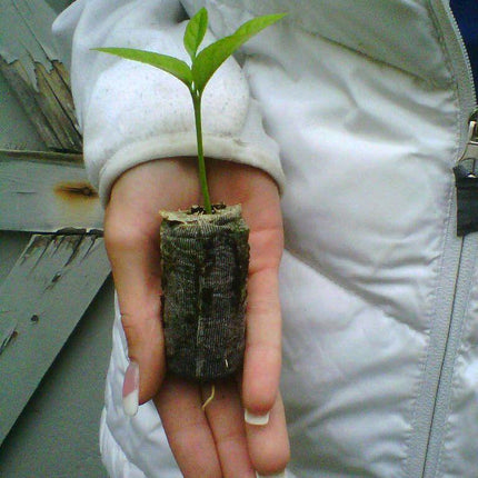 Lemon Tree Seedlings - Eureka "Four Seasons" (Quatre Saisons) - Starter Plugs - Seed World