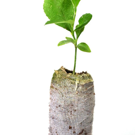 Lemon Tree Seedlings - Eureka "Four Seasons" (Quatre Saisons) - Starter Plugs - Seed World