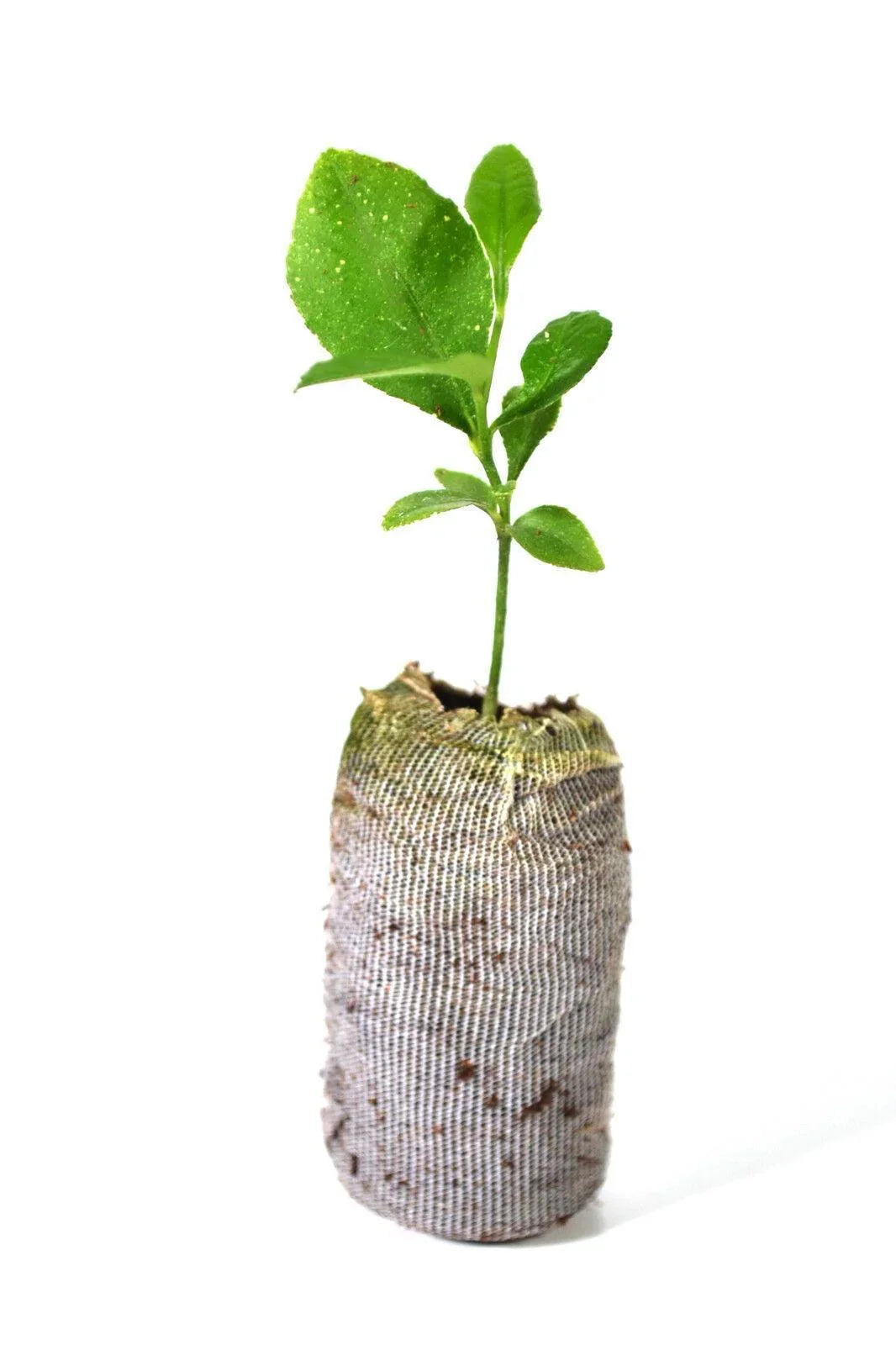 Lemon Tree Seedlings - Eureka "Four Seasons" (Quatre Saisons) - Starter Plugs - Seed World