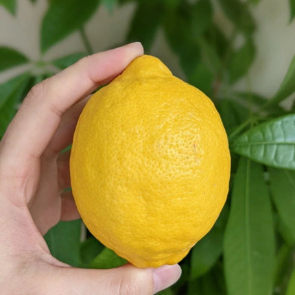 Lemon Tree Seedlings - Eureka "Four Seasons" (Quatre Saisons) - Starter Plugs - Seed World