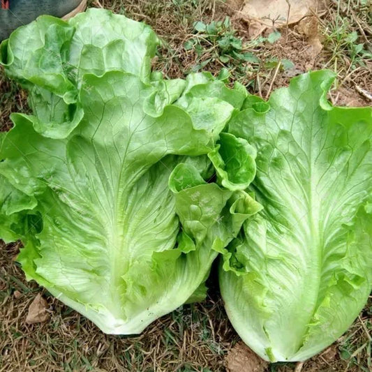 Lettuce Seeds - good taste, easy to grow. - Seed World