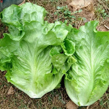 Lettuce Seeds - good taste, easy to grow. - Seed World