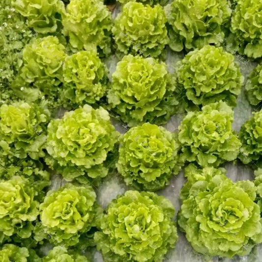 Lettuce Seeds - good taste, easy to grow. - Seed World