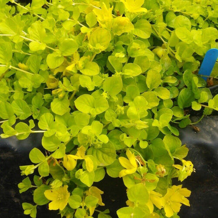 Live Creeping Jenny weed plant - Seed World