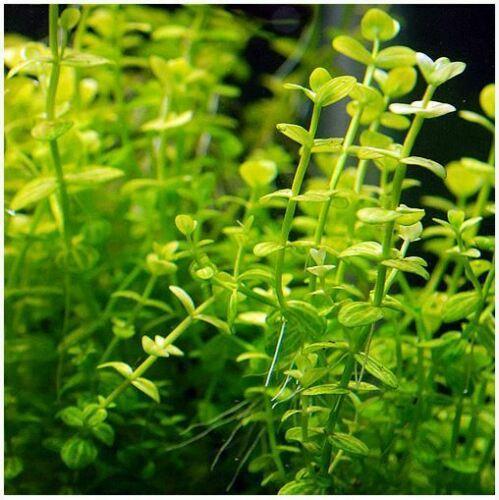 Live Creeping Jenny weed plant - Seed World