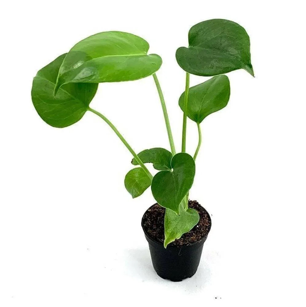 LIVE Monstera Deliciosa | 10-12" Rooted Split Leaf Healthy Plant - Seed World