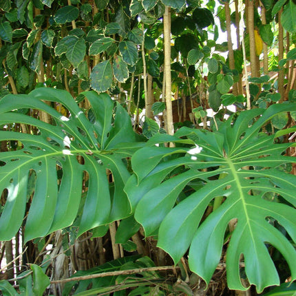 LIVE Monstera Deliciosa | 10-12" Rooted Split Leaf Healthy Plant - Seed World