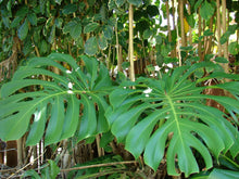 LIVE Monstera Deliciosa | 10-12" Rooted Split Leaf Healthy Plant - Seed World
