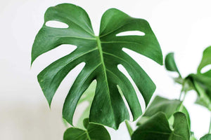 LIVE Monstera Deliciosa | 10-12" Rooted Split Leaf Healthy Plant - Seed World