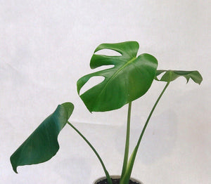 LIVE Monstera Deliciosa | 10-12" Rooted Split Leaf Healthy Plant - Seed World