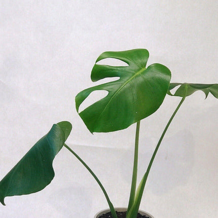 LIVE Monstera Deliciosa | 10-12" Rooted Split Leaf Healthy Plant - Seed World