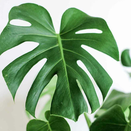 LIVE Monstera Deliciosa | 10-12" Rooted Split Leaf Healthy Plant - Seed World