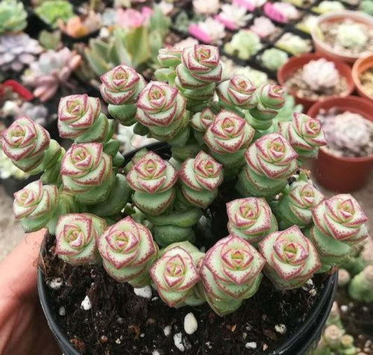 Live Rare Crassula cv. 'Jade Necklace' Succulent Plant rooted in 2'' plant pot - Seed World