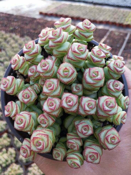 Live Rare Crassula cv. 'Jade Necklace' Succulent Plant rooted in 2'' plant pot - Seed World