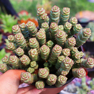 Live Rare Crassula cv. 'Jade Necklace' Succulent Plant rooted in 2'' plant pot - Seed World