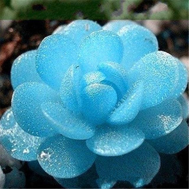 Living Stones Lithops seeds - Seed World