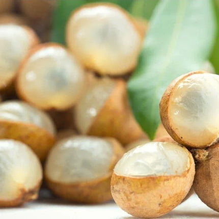 Longan “Dragon Eye” Tropical Fruit Tree Seeds - Seed World