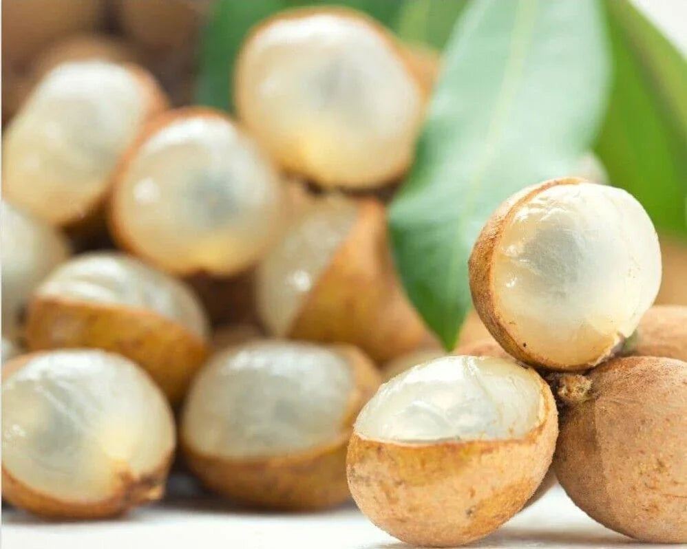 Longan “Dragon Eye” Tropical Fruit Tree Seeds - Seed World