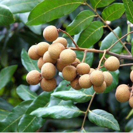 Longan “Dragon Eye” Tropical Fruit Tree Seeds - Seed World