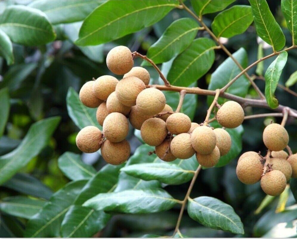 Longan “Dragon Eye” Tropical Fruit Tree Seeds - Seed World