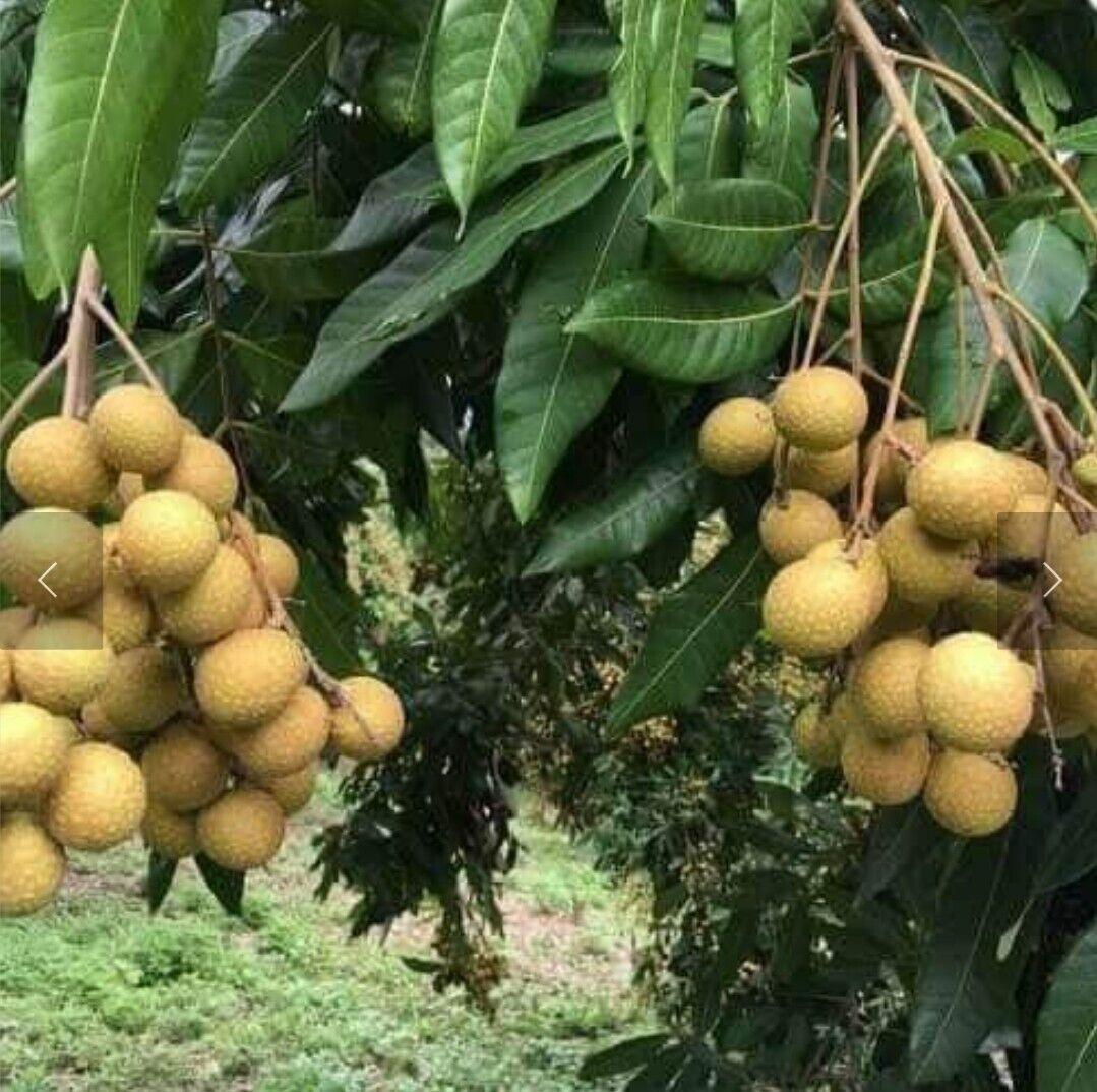 Longan “Dragon Eye” Tropical Fruit Tree Seeds - Seed World
