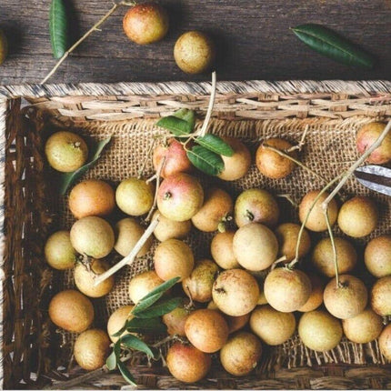 Longan “Dragon Eye” Tropical Fruit Tree Seeds - Seed World