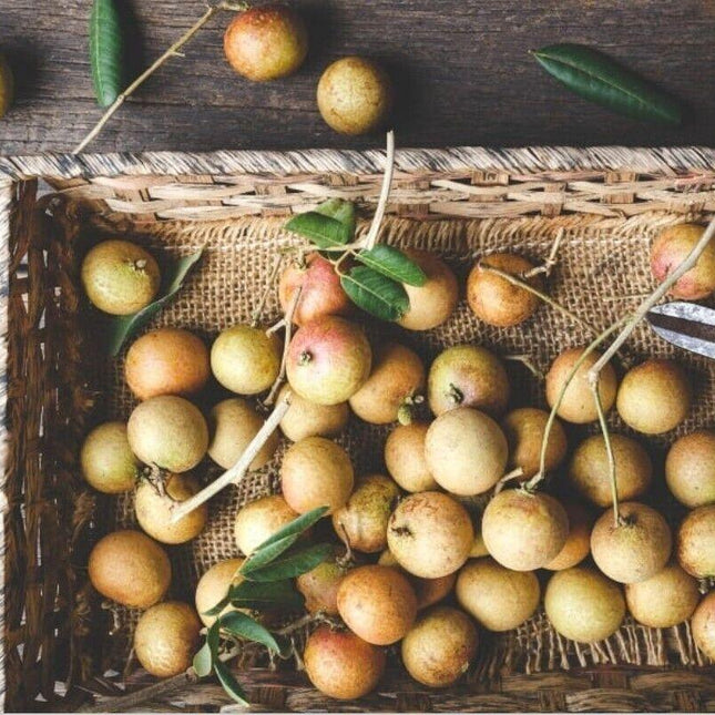 Longan “Dragon Eye” Tropical Fruit Tree Seeds - Seed World
