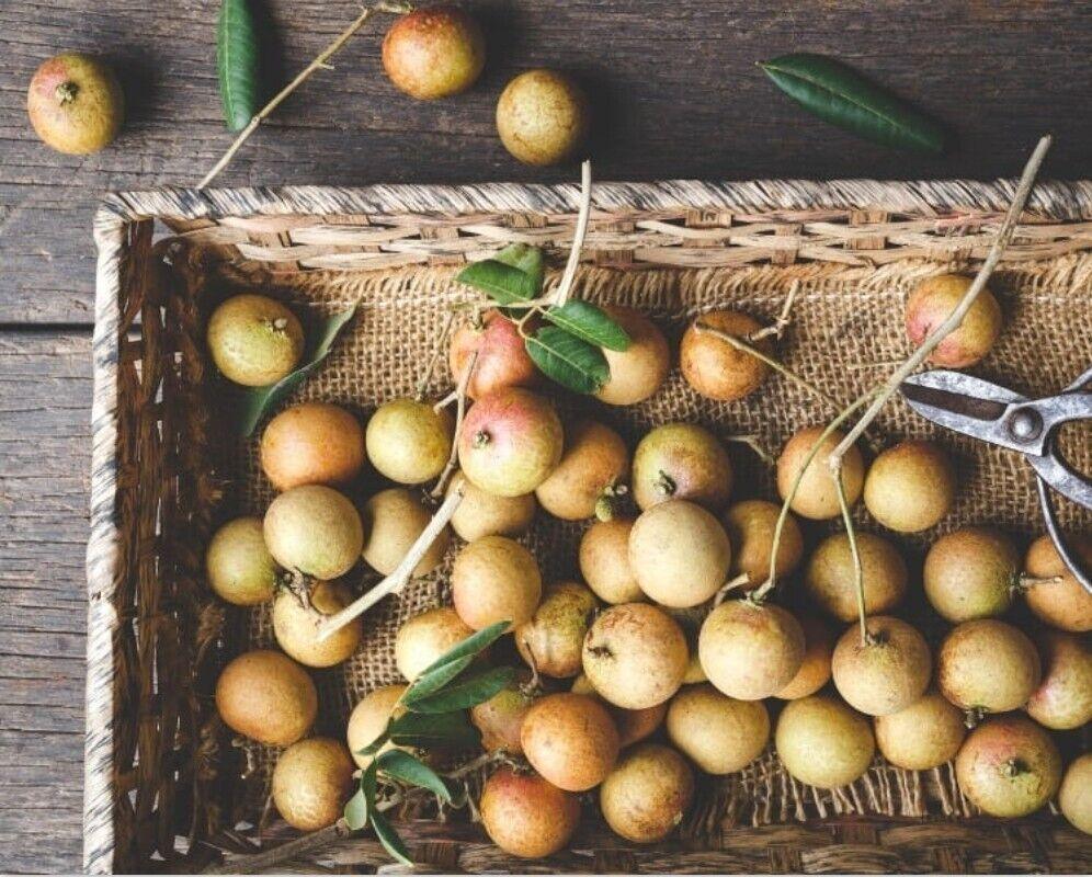 fruit plant seeds online 20 Longan “Dragon Eye” Tropical Fruit Tree Seeds