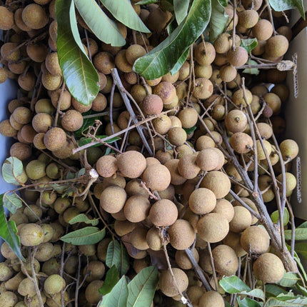 Longan “Dragon Eye” Tropical Fruit Tree Seeds - Seed World