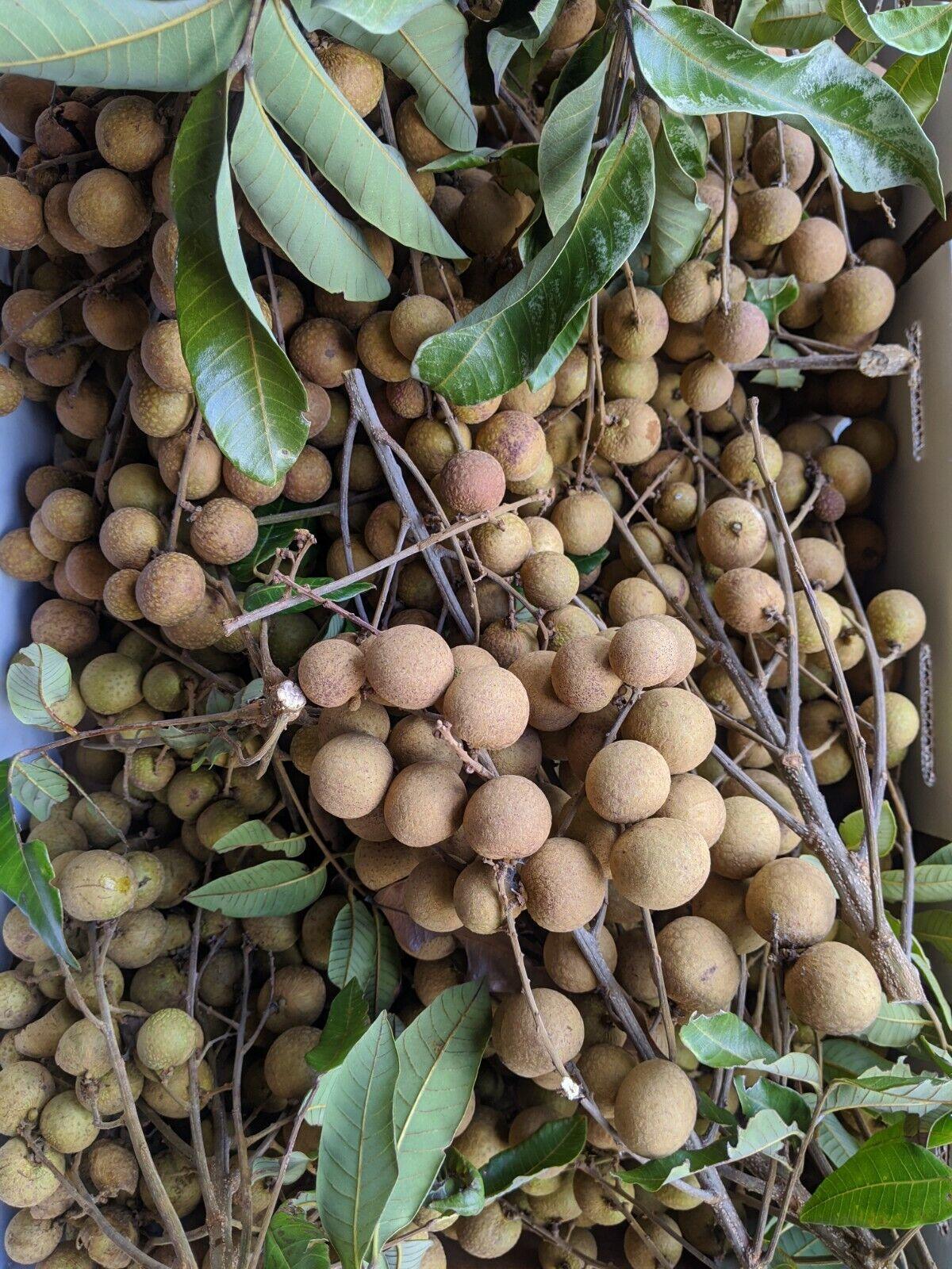 Longan “Dragon Eye” Tropical Fruit Tree Seeds - Seed World