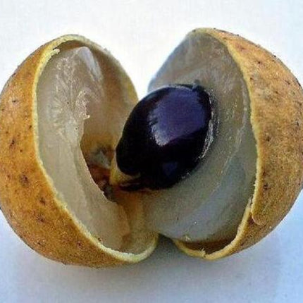 Longan “Dragon Eye” Tropical Fruit Tree Seeds - Seed World