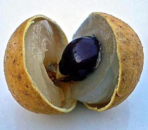 Longan “Dragon Eye” Tropical Fruit Tree Seeds - Seed World