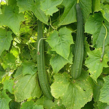 Loofah Gourd Seeds (Luffa cylindrica) – Natural Sponge Plant - Seed World