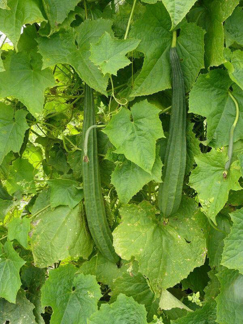 Loofah Gourd Seeds (Luffa cylindrica) – Natural Sponge Plant - Seed World