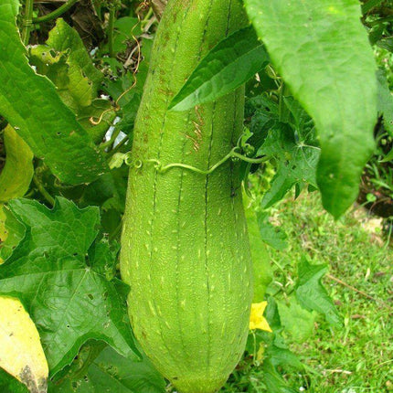 Loofah Gourd Seeds (Luffa cylindrica) – Natural Sponge Plant - Seed World