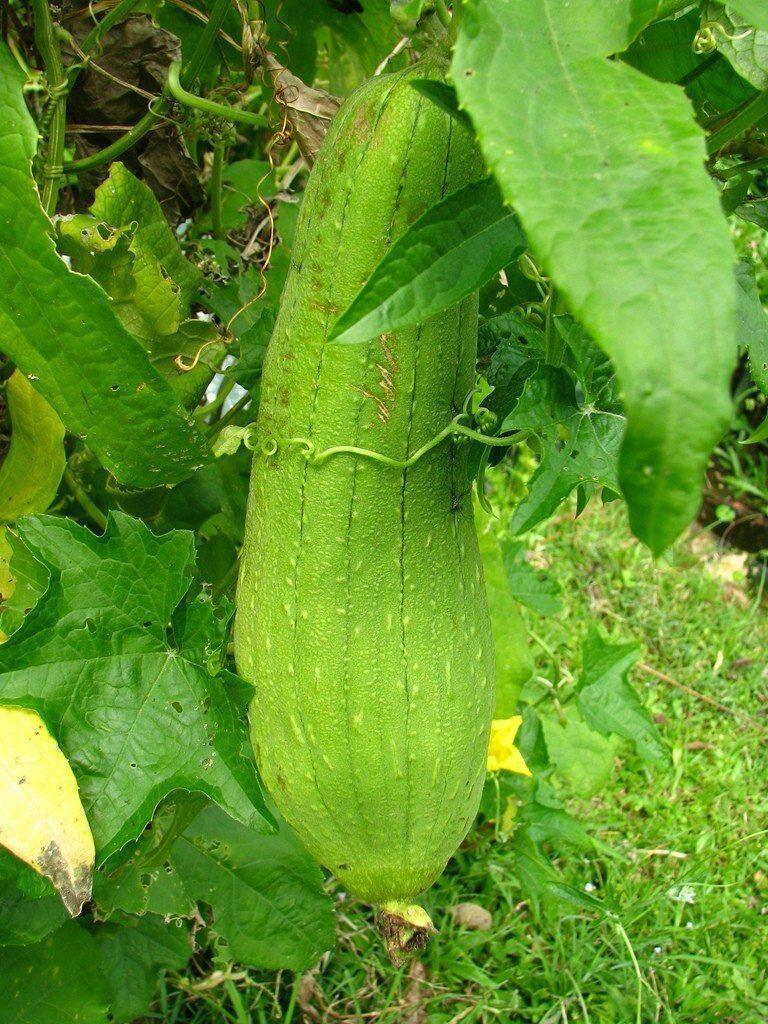 Loofah Gourd Seeds (Luffa cylindrica) – Natural Sponge Plant - Seed World