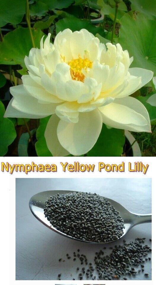 yellow-21620527-2
Apricot-yellow lotus flower with layered petals and vivid yellow center over dark water and pads; warm pastel coloration.
