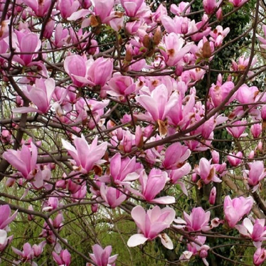 Magnolia Seeds - 5pcs - Seed World