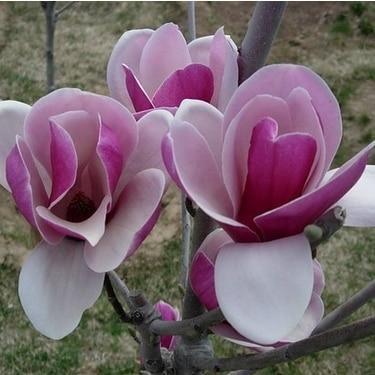 Magnolia Seeds - 5pcs - Seed World
