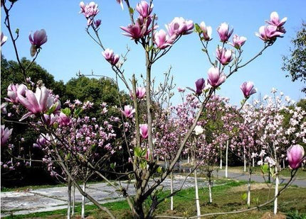 Magnolia Seeds - 5pcs - Seed World