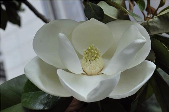 Magnolia Seeds - 5pcs - Seed World