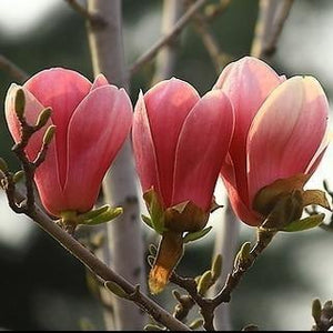 Magnolia Seeds - 5pcs - Seed World