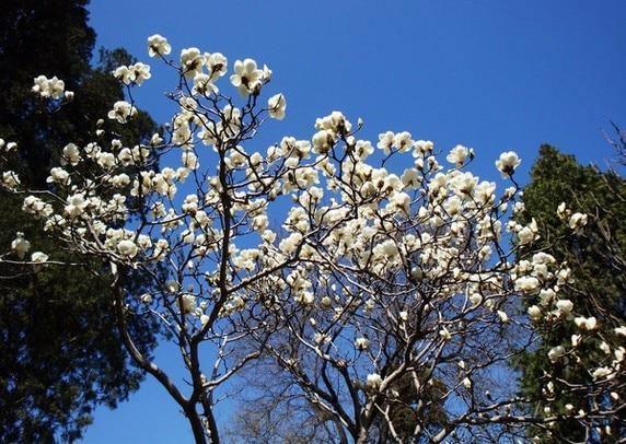 Magnolia Seeds – Choose a Parent Type – parent plant reference; seed-grown results may vary 2
