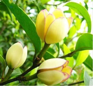 Magnolia Seeds - 5pcs - Seed World