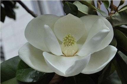Magnolia Seeds - 5pcs - Seed World